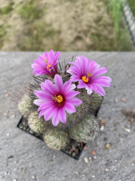 Mammillaria mazatlanensis
